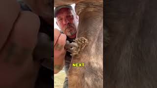 화난 말에게는 절대 이런 짓을 하지 마세요. 다칠 수 있어요. 😮 🐎