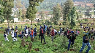 Ethiopians plant 700 million tree seedlings in a day in reforestation campaign