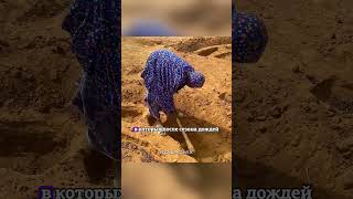 Люди ПРОТИВ Сахары: Они нашли способ остановить пустыню и вернуть воду! 💧🌱 #африка #экология #сахара