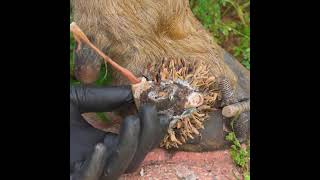 Cattle Hoof Cleaning & Gentle Parasite Removal – Restoring Comfort & Mobility
