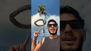 كم تتوقع سعر النخلة؟ 🤯🌴