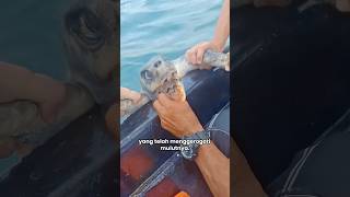 Menyelamatkan Seekor Penyu 🐢
