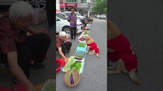 The dog knows to check the weight when buying vegetables.狗狗買菜知道看秤,不夠秤再拿點,還得討找零