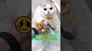 🐜 Dứa Bị Kiến Tấn Công, Cần Báo Động Gấp #thúcưng #vậtnuôi #chómèohàihước #funny #pets #cat #cute