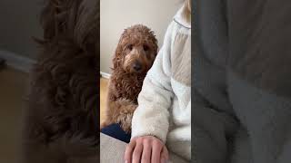 Life  with your super clingy bestie i want this with me the whole time