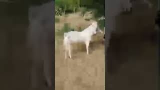 Bakriyan jungle ki taraf ja rahi hai thar ka najara