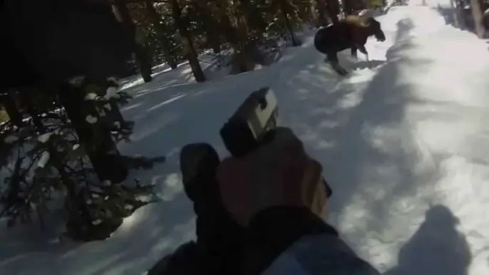 Man shoots moose with his GLOCK after being attacked.