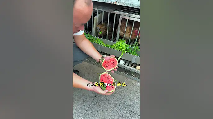 Raising chickens and growing vegetables on the roof leads a happy rural life! Do you like this kind