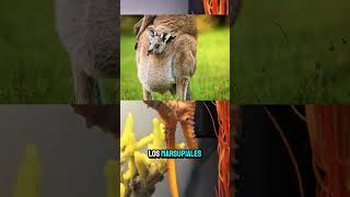 El Embarazo de los Caballitos de Mar