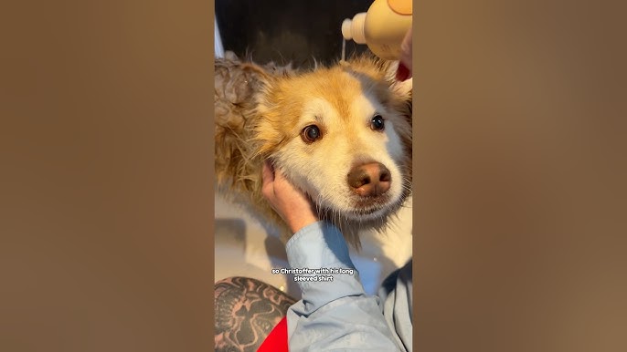 FIRST SHOWER in a YEAR 🚿🐕 | #svalbard