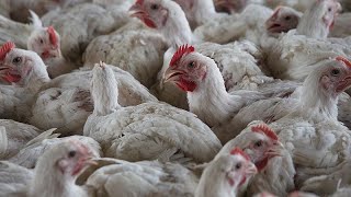 South Africa reports new bird flu outbreak on poultry farms