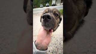 Mittlerweile lebt er glücklich auf der Ranch (1/2) #dogrescueshelter #streetdog #straydogs #saved