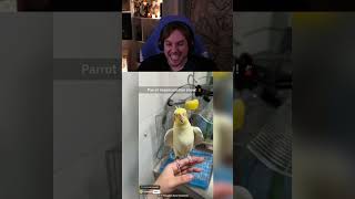 Rraenee | Çok Akıllı Bunlar Yaa