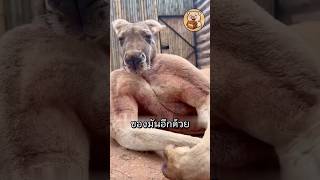 จากศัตรูสู่มิตรภาพเมื่อกาช่วยจิงโจ้พ้นทุกข์  #animals #สัตว์โลกน่ารัก #shorts