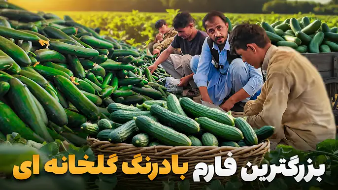 گزارش ویژه صالح محمد کتوازی از بزرگترین فارم های گلخانه ای بادرنگ