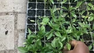 Transplanting (densely) store bought Chillies (Capsicum)  own seedlings into raised beds.