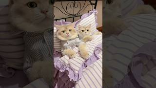 🙀: segala cara dia halalkan woi #kucinglucu #kucing