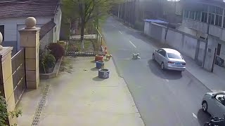 믿을 수가 없어요! 유기견 두 마리가 우리 집 강아지를 살렸어요!