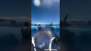 تدريبات صارمة من المدربة جيسيكا لحوتها المفضل الاوركا شاهدوا كيف كانت تتعامل مع صديقها الاوركا🤔