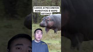 Если За Вами Гонится Бегемот, Вам Нужно Бежать