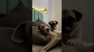 У НАС УКРАЛИ ПОДПИСЧИКОВ 😱 ЧАСТЬ 1