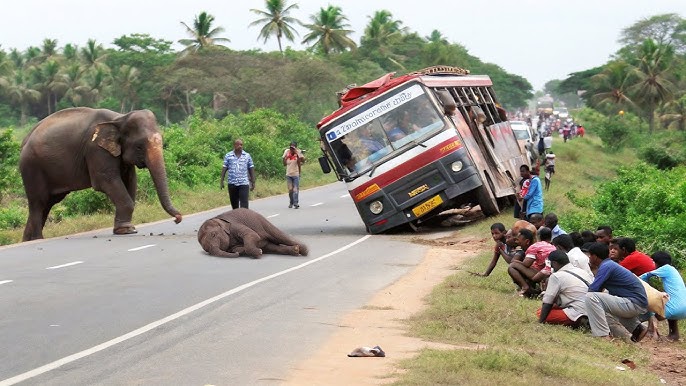 The Ferocious Elephant Attacks the Vehicles on the Road.People Travel on This Road in Fear#elephant