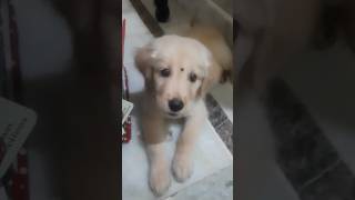 @ramyacollections సోను చిన్నప్పుడు వీడియో సిస్టర్ మీరు చూశారంటే చాలా హ్యాపీగా నవ్వుతారు