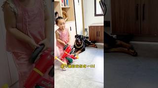 조카 차, 아무도 만지면 안 돼! #로트와일러 #이투오 #로트와일러수호견 #로트와일러 #오랜친구개 #귀여운반려동물 #샹웨이허이투오 #반려동물 #반려동물친화일상 #반려동물반바지...