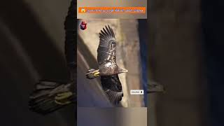 The falcon's spectacular attacks have incredible power and speed.