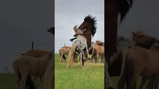 #equestrian #sterstallion #horse #riding #خيل #travel #pony #nature