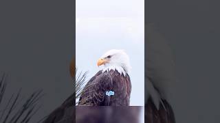 ثعلب يحاول إصطياد نسر أصلع لكن... 🦊🦅