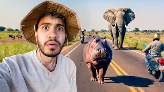 Esta es la REALIDAD de los SAFARIS en ÁFRICA