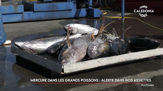 Mercure dans les grands poissons : alerte dans nos assiettes