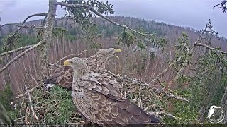 Jūras ērgļi (Haliaeetus albicilla) Durbē