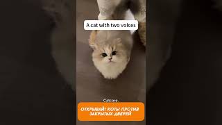 Коты vs Двери: Кто победит? Смешные моменты!