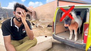 Miniature Horse Aj Nhi Aa Pai😢 Kb Ae Gi Akhir ??😍