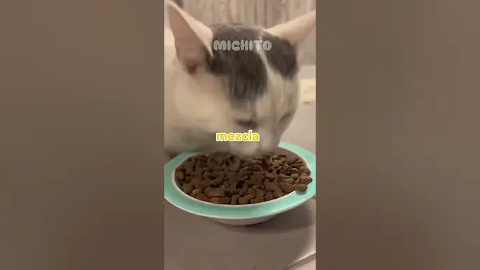 ¡No le hagas estas 5 coasas a tu gato! 🙅‍♂️🐈😭🐈