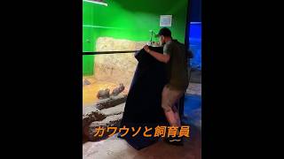 飼育員さんとカワウソさん！ #動物 #動物プロダクション #animals