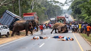 "A Terrifying Journey Through the Road of #Wild #Elephants in Sri Lanka | Real #Jungle #Encounter"