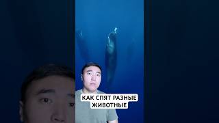 Как Спят Разные Животные