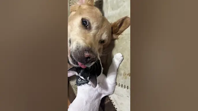 Cats, dogs, pets lover #animals #funny #petshub #cat #lifeisbutadream #cute #funnyanimals #petsrule