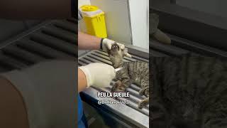 Dis en commentaire, pour toi, est-il un miracle, de la magie, de la chance ? #cat #chat #veterinaire