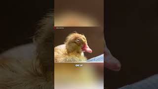 "Del basurero al corazón" #shorts