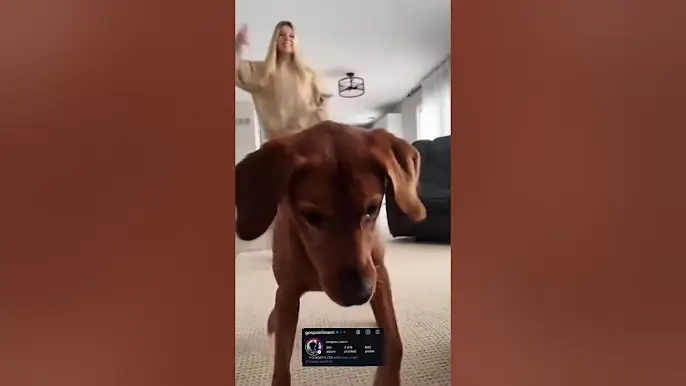 FUNNY DOGS DANCING