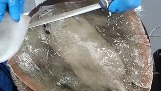 yant is live(potong kulit pari) )●●●