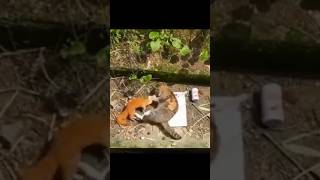 Lesson learned😄😄 #cat #trouble  #shorttrending