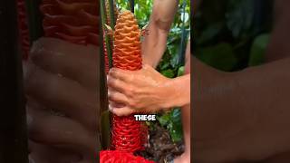 Top 5 Craziest Fruits on Earth 🍇🥭 (You Won’t Believe #1)