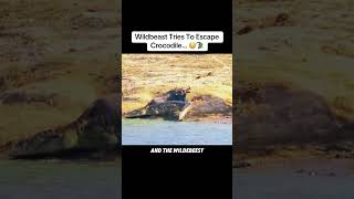 Crazy Wildbeast Tries To Escape Crocodile