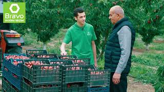 Təravətli tarladan sərfəli Bravo-ya I Gilas