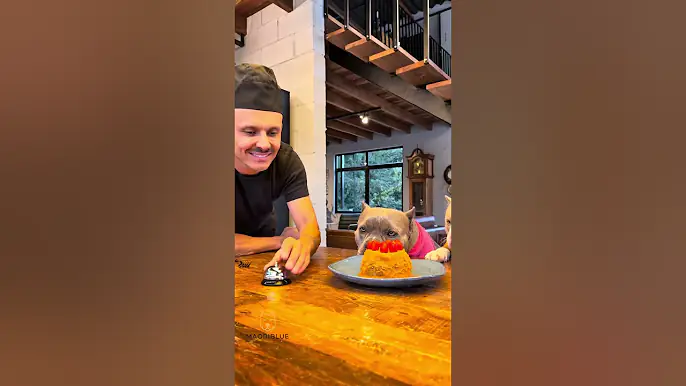 Bolinho de Carne com Creme de Cenoura e Tomate 😋🐾 #americanbully